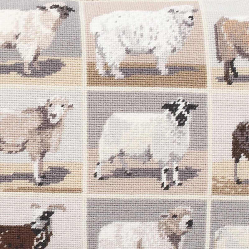 Beautiful Sheep